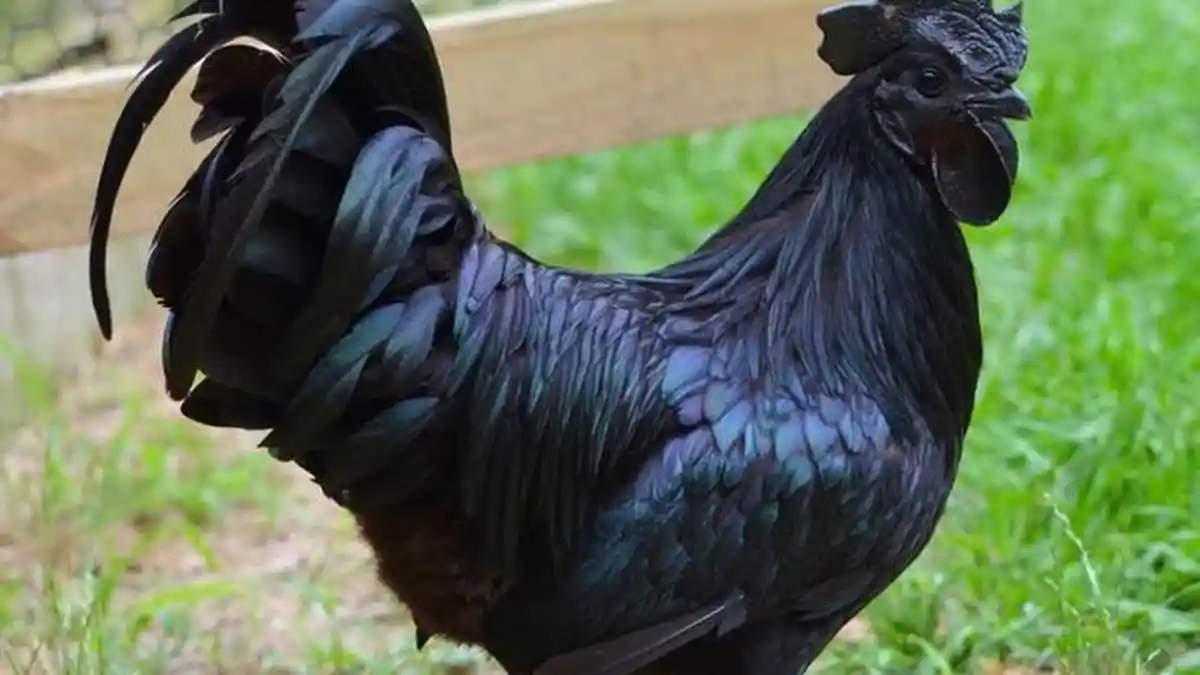 Ayam Cemani Go Internasional, di Amerika Disebut Hewan Mistis