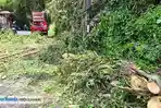 Pohon Kapok Tua Tumbang di Dendengan Luar Manado, DLH: Sesuai Perda Tanggung Jawab Pemilik Lahan