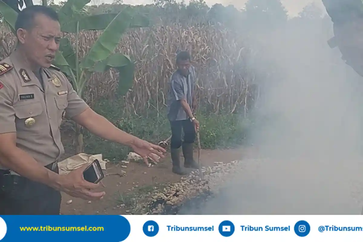 Kualitas Hasil Panen Jagung di Baturaja Diakui Sampai ke Luar Kota