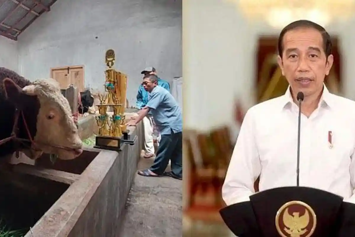 Sapi Juara di Probolinggo Bikin Jokowi Terpikat, Dibeli Seharga Rp 100 Juta, Mulyono Akui Bangga