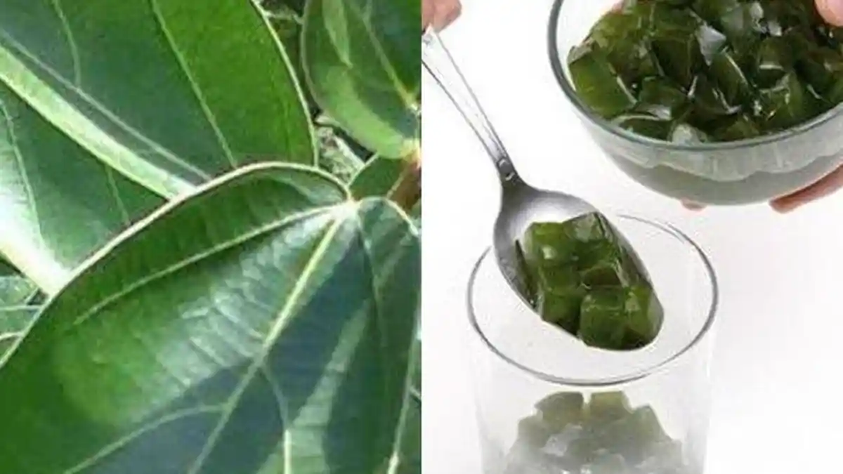Ternyata Makan Daun Cincau Tiap Hari Bisa Buat Hal Ajaib Dalam Tubuh!