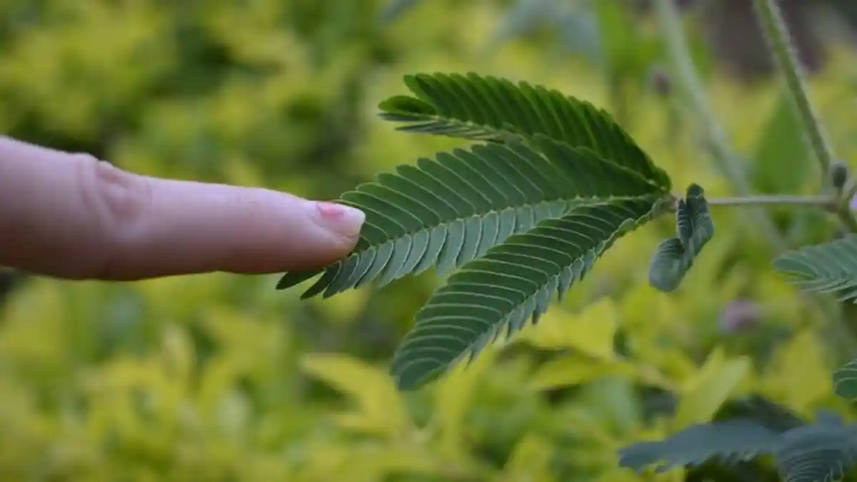 Ini Manfaat Tanaman Putri Malu untuk Kesehatan, Salah Satunya Dibutuhkan Pria Dewasa