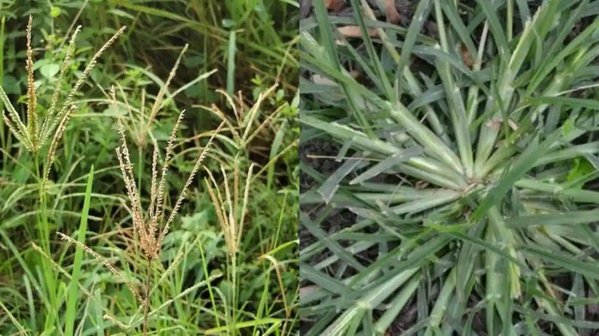 Biasa Jadi Pakan Ternak, Ternyata Rumput Liar Ini Punya Khasiat Luar Biasa