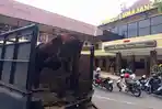Sapi-hasil-curian-diamankan-di-Mapolres-Lumajang.jpg