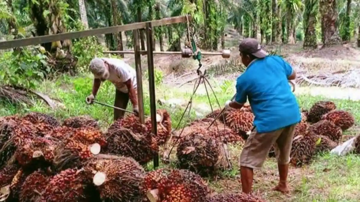 Harga TBS Sawit Sumsel Tembus Rp 4.016 Per Kg pada Periode II April 2026