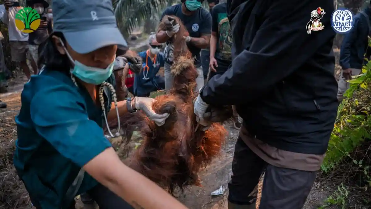 Viral Orang Utan Pingsan Gara-gara Asap Karhutla Kalimantan, Ditemukan di Tengah Kebun Sawit