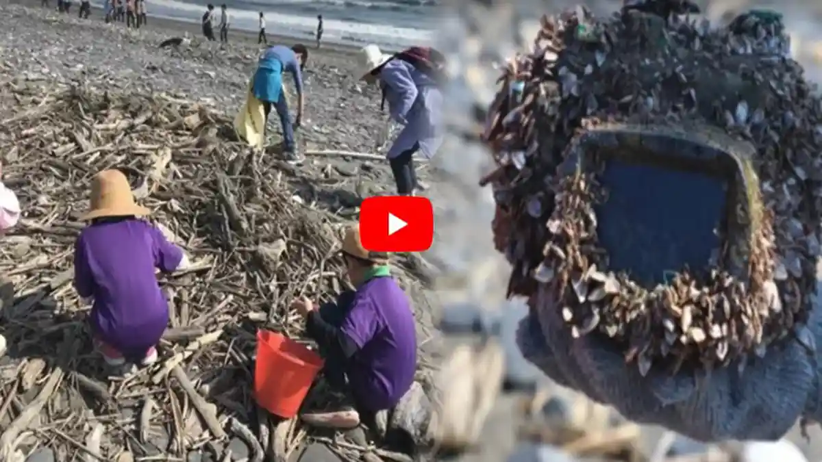 Anak SD Temukan Kamera Terdampar di Pantai, Isi Fotonya Seperti Ini