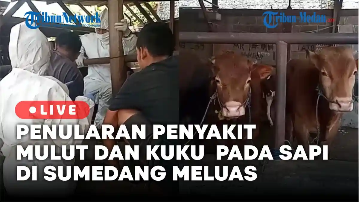 Penularan PMK di Kabupaten Sumedang Meluas, Ratusan Sapi Terjangkit PMK