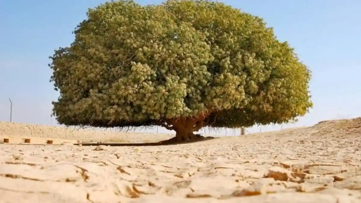 Kisah 'Sahabat' Nabi Muhammad yang Kini Berusia 1.400 Tahun, Ada di Yordania