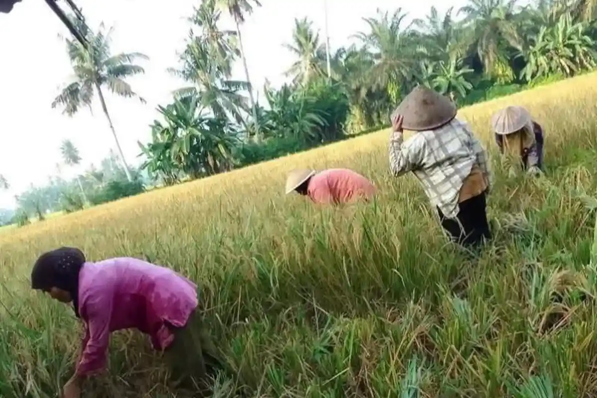 Makro Ekonomi Bengkulu Menguat, Daya Beli Petani Melonjak