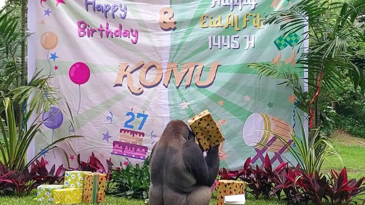 Ultah ke-29, Pesta Ulang Tahun Gorila Komu Dirayakan di Ragunan Hari Ini