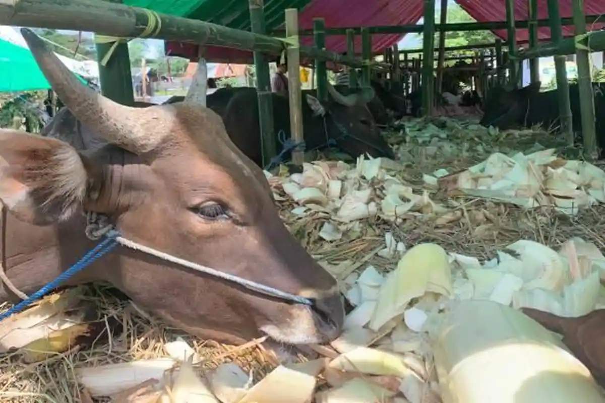 Harga Sapi Kurban Jelang Idul Adha di Kota Mataram Alami Kenaikan, Tembus Rp17 Juta per Ekor