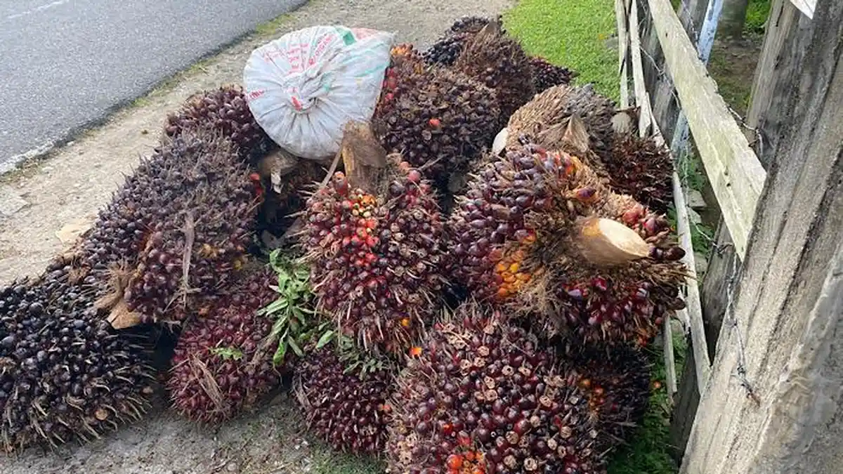 Harga TBS Sawit di Mukomuko Bengkulu Hari Ini Kembali Anjlok Hingga Rp 50 per Kg