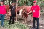 PDI Perjuangan Gresik Bagikan Sapi Kurban  Idul Adha 1447 H ke Ponpes dan Masyarakat