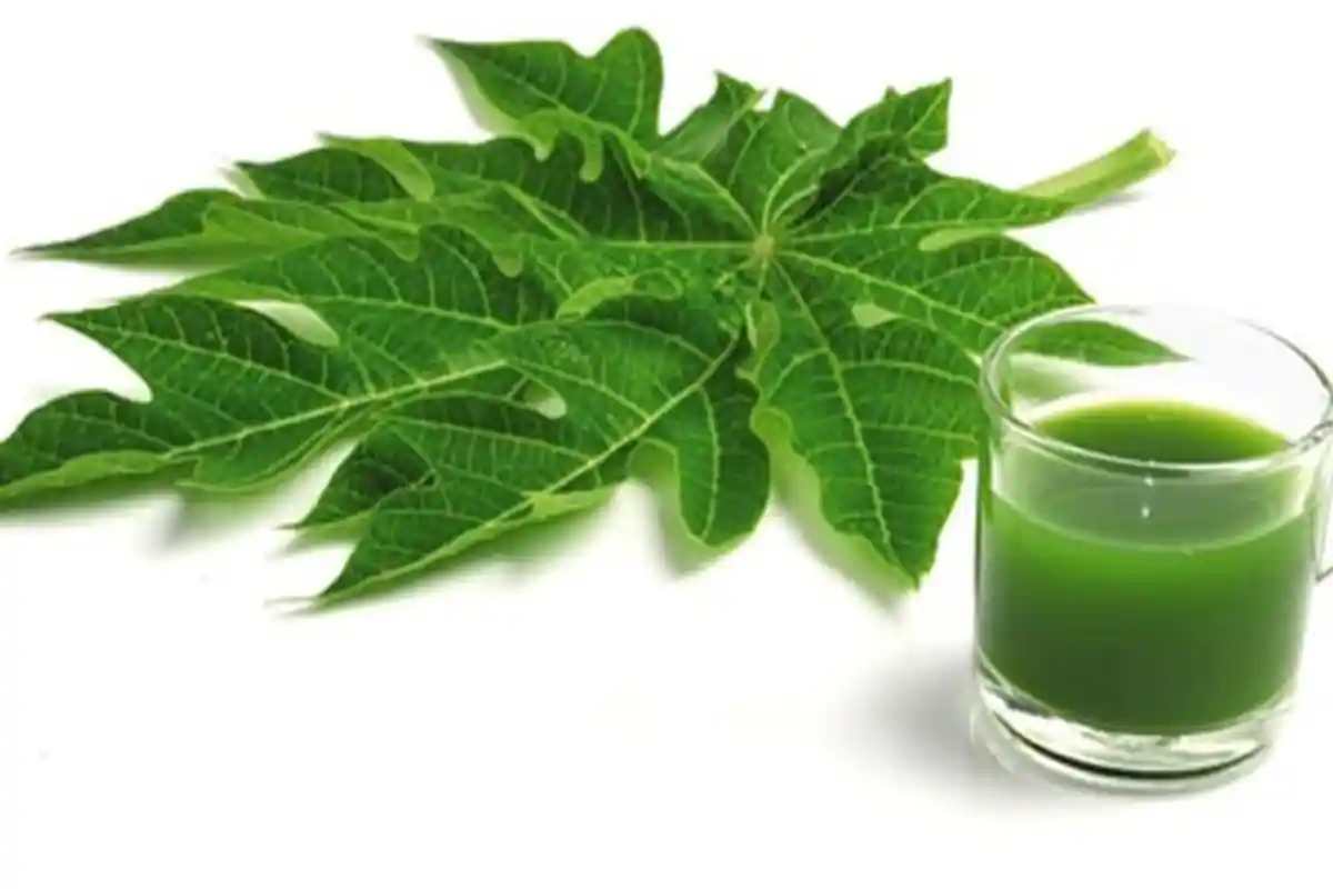 Rasanya Memang Pahit, Tak Disangka Daun Pepaya Punya Banyak Khasiat