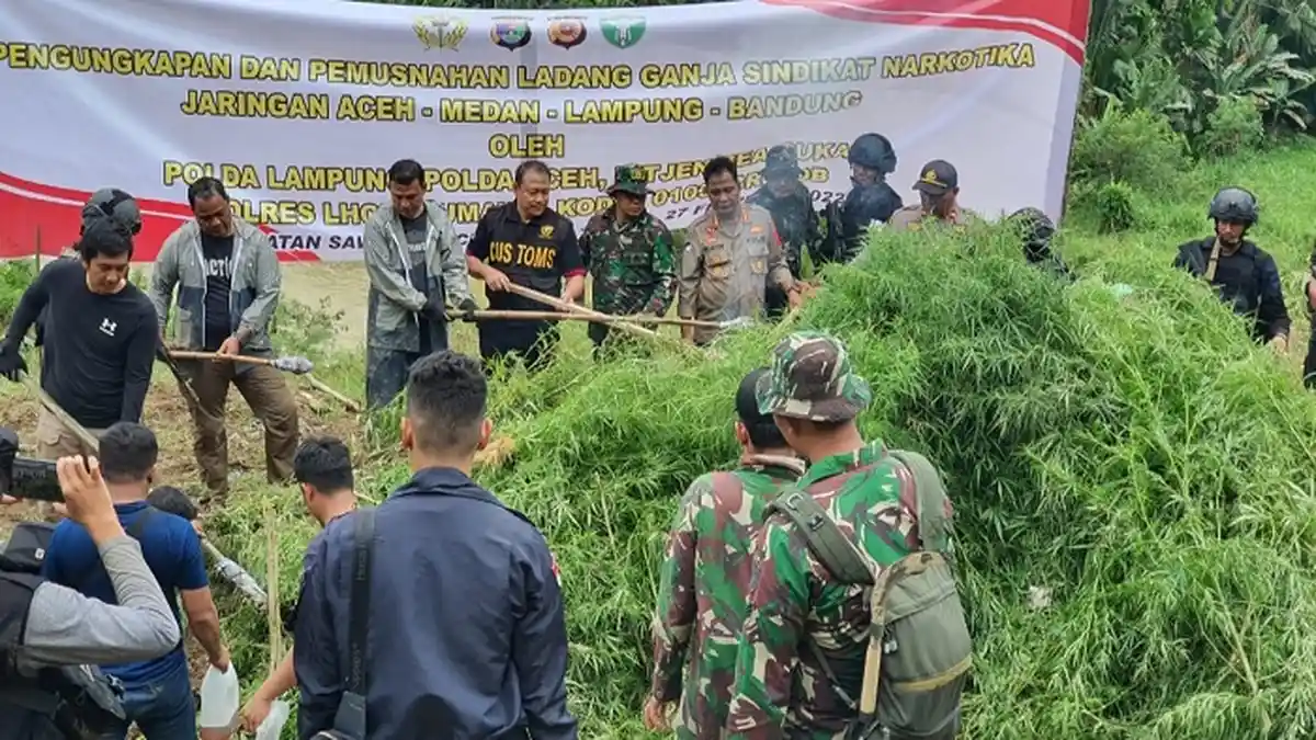 Tim Satgas Siger Polda Lampung Musnahkan 6 Hektare Ladang Ganja di Aceh