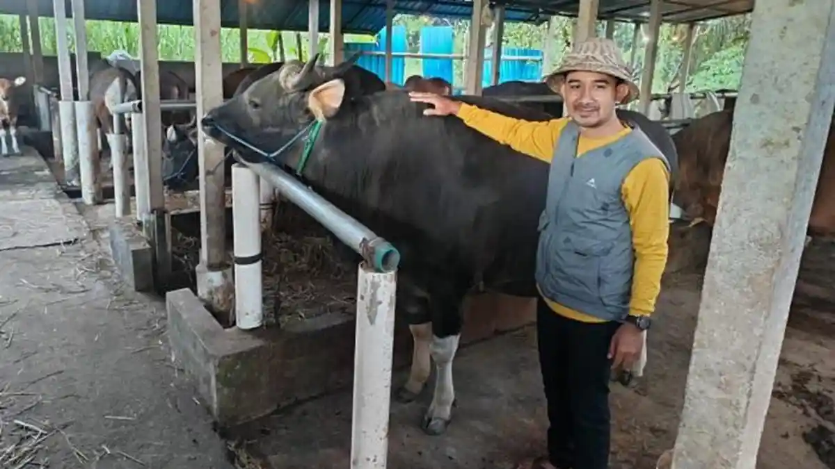 Kliwon, Sapi Milik Peternak Muda Gianyar Terpilih Jadi Hewan Kurban Presiden Prabowo