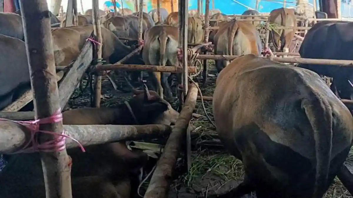 AWAS Virus Lato Lato di Hewan Ternak Menjelang Idul Adha, Natuna Klaim Nihil