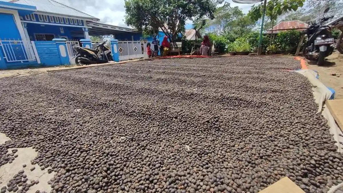 Pecah Rekor, Harga Biji Kopi di Pagaralam Tembus Rp 50 Ribu Perkilogram