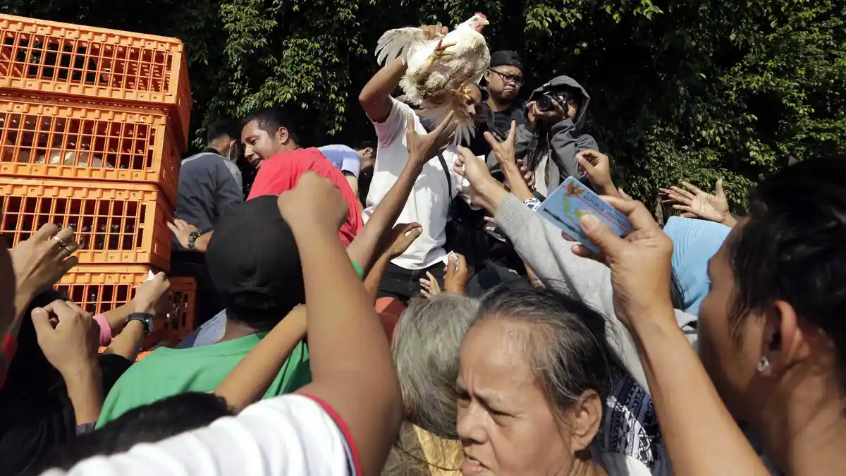 TTIC Kementan Serap Ayam Peternak Mandiri untuk Dongkrak Harga
