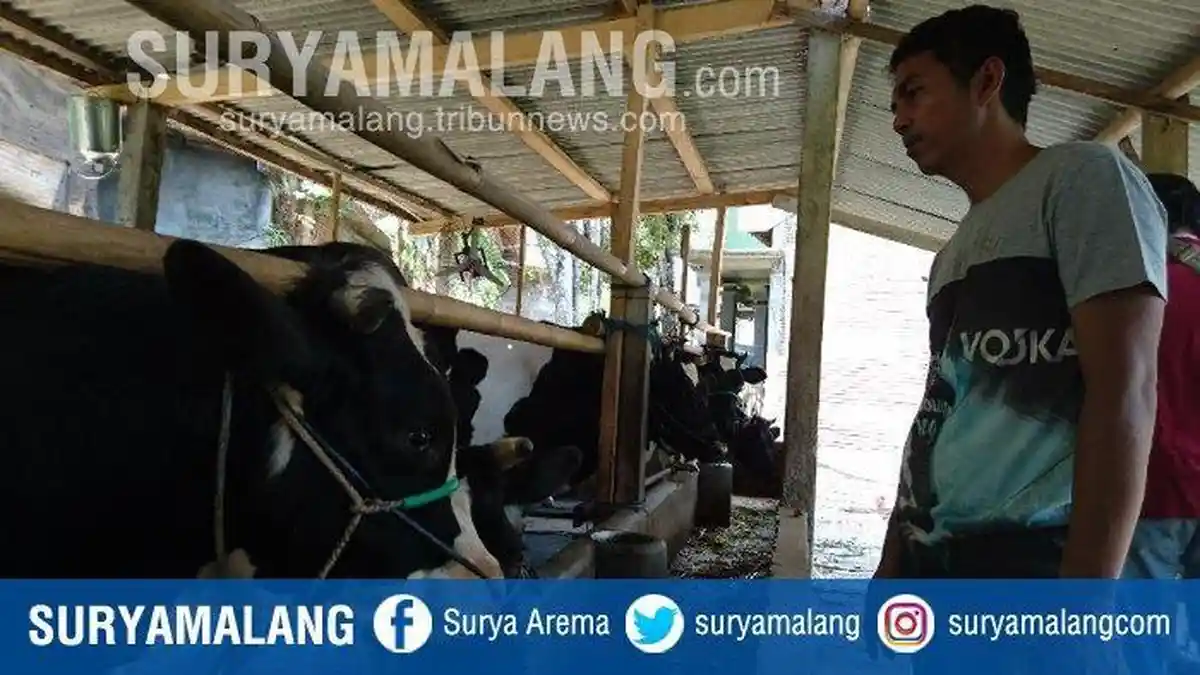 Warga Desa Nyawangan Cemas Menyusul Kematian Sapi Mati Secara Mendadak, Diduga Diracun