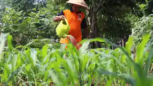 Merawat-Tanaman-di-Lahan-Terbatas_20250927_192325.jpg