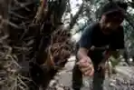 Melestarikan Salak Condet Jakarta