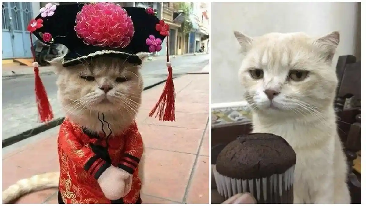 Terlalu Gemas, Kucing Lucu Ini Bantu sang Pemilik Berjualan di Pasar, Lihat Aksinya