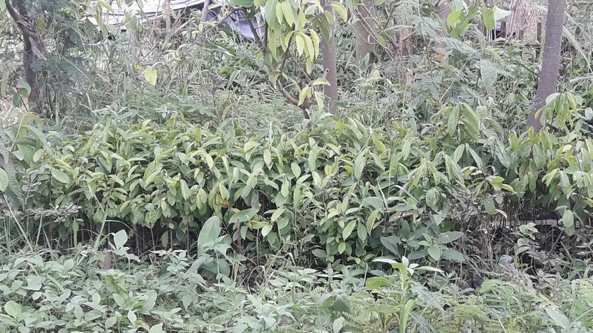 Jadi Percontohan Reboisasi, Pinggir Sungai Cimande Akan Ditanami Pohon Buah-buahan