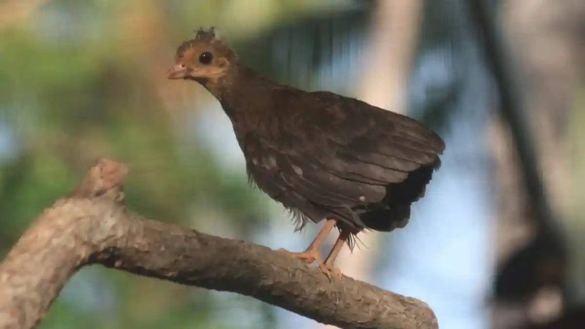 Penebangan Liar di Hutan Mangrove Pohuwato Mengancam Habitat Burung Maleo