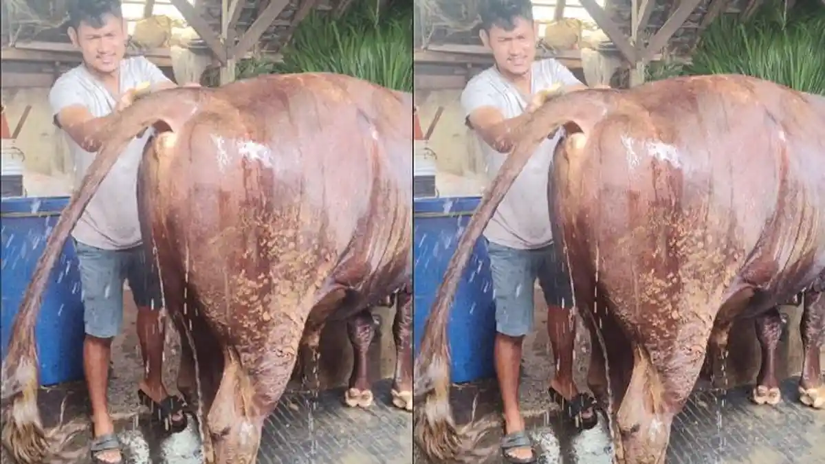 Peternak Sapi Resah Kasus Penyakit Mulut dan Kuku Mulai Merebak di Kota Batu