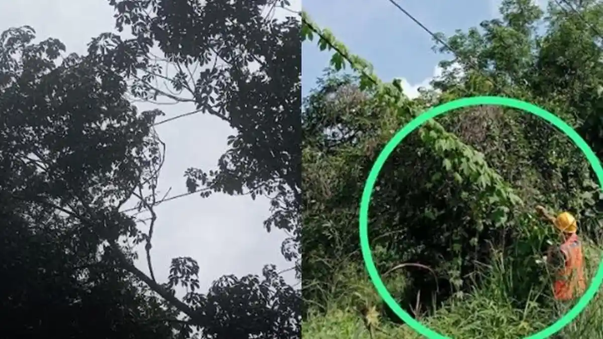 PLN Ajak Masyarakat Bersama Peduli Cegah Gangguan Listrik Pasca Pohon Tumbang di Desa Makartitama