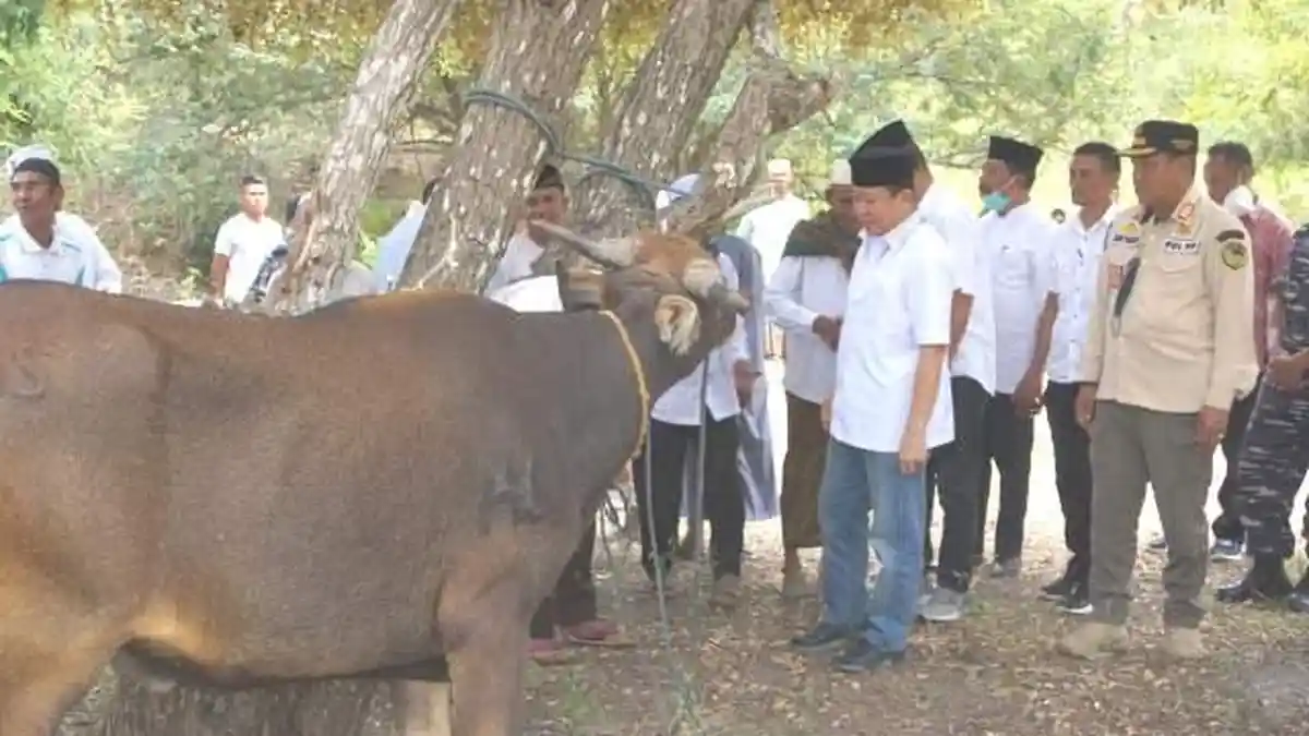 Ini Jumlah Hewan Kurban Yang Diberikan Pemkab Mabar Saat Hari Raya Idul Adha 1443 H