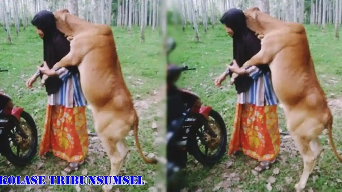 Heboh ! Sapi yang Memeluk Majikannya Sesaat Akan Dikorbankan,Terungkap Kisah Mengejutkan Ini