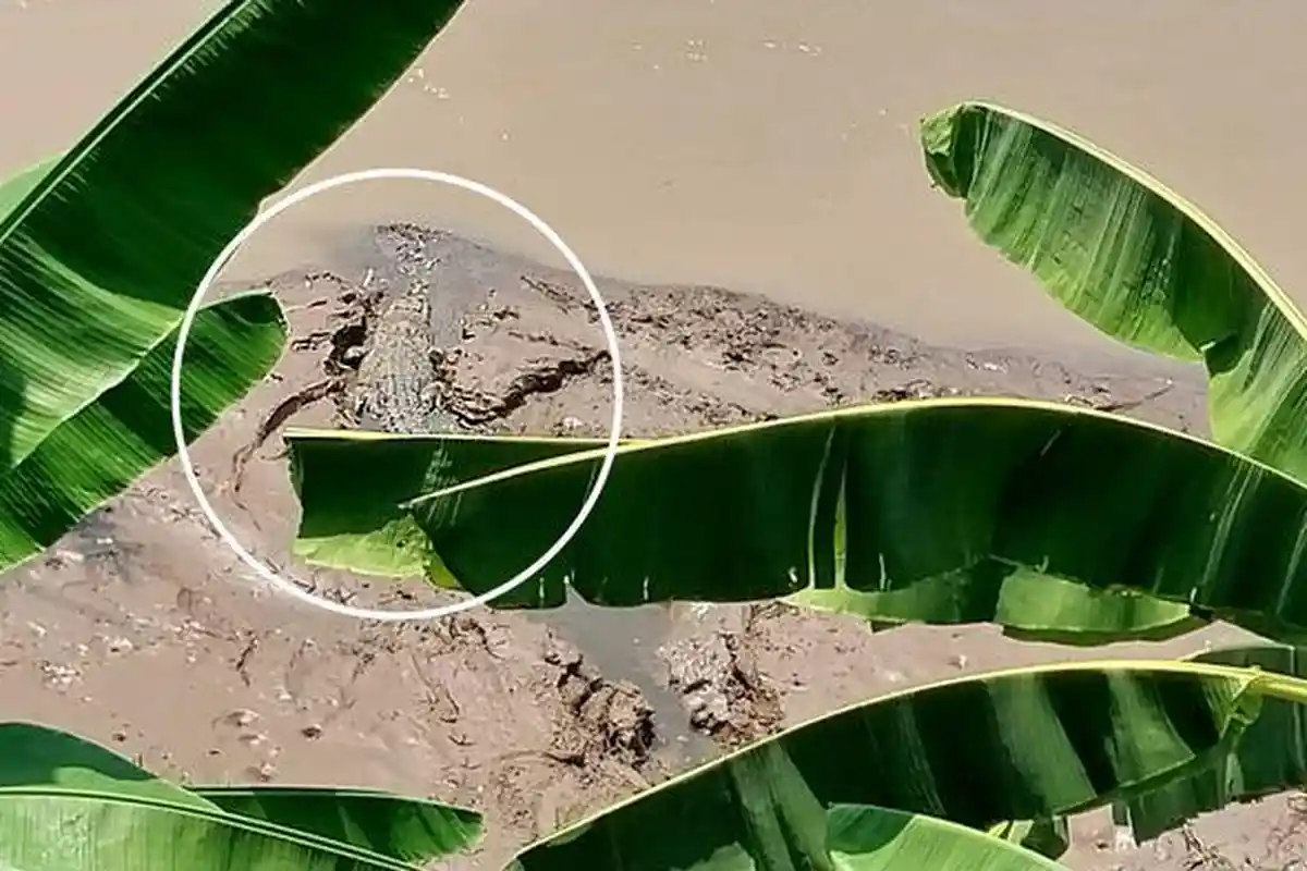 Ada Penampakan Buaya di Muara Sungai Cimandiri Sukabumi, Warga Jadi Takut