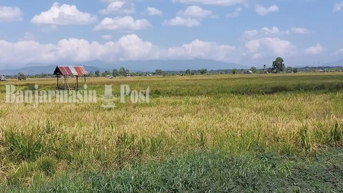 Nilai Tukar Petani di Kalsel Naik, Begini Data Lengkap BPS