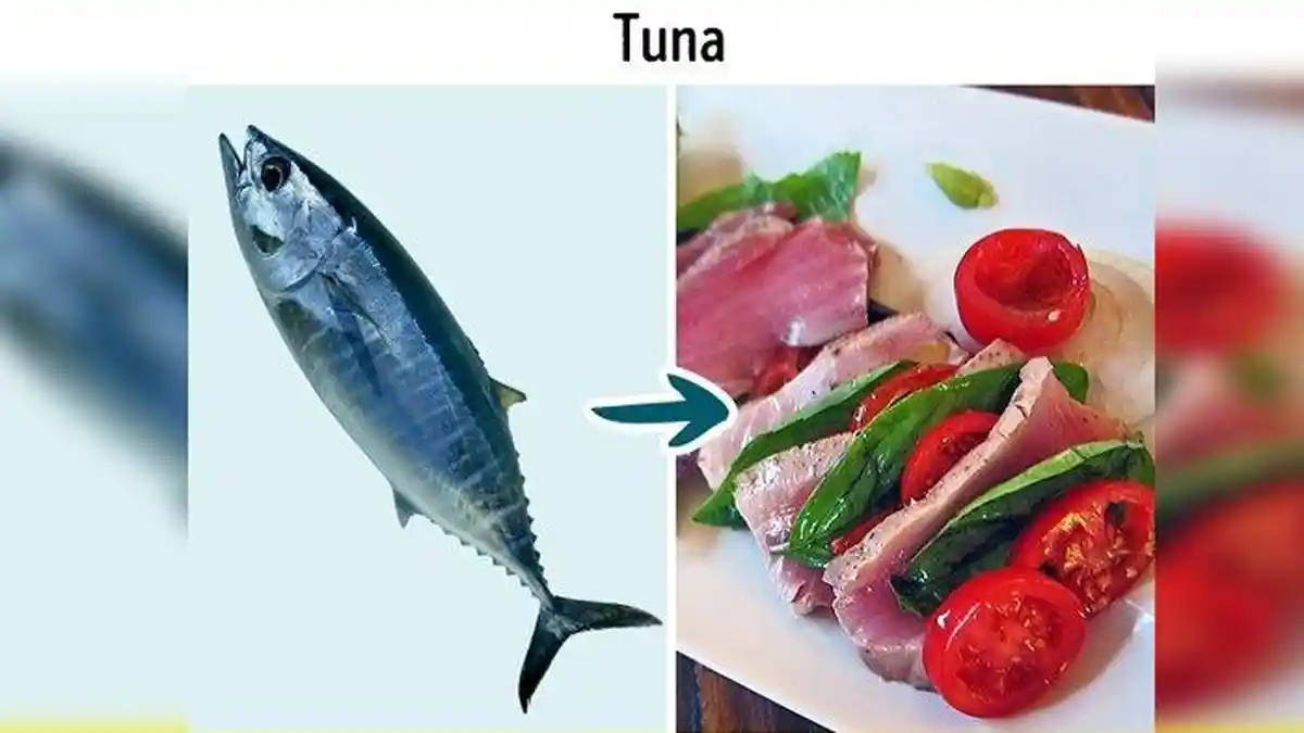 Meski Bergizi, 9 Jenis Ikan yang Tidak Boleh Dikonsumsi Terlalu Banyak, Berbahaya!