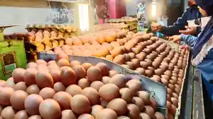 Harga-telur-naik-awal-tahun.jpg