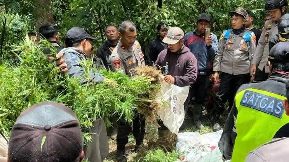 Penemuan Ladang Pohon Ganja di Lereng Gunung Semeru, Polisi : Lokasinya ...