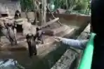 Beruang Madu di Kebun Binatang Bandung