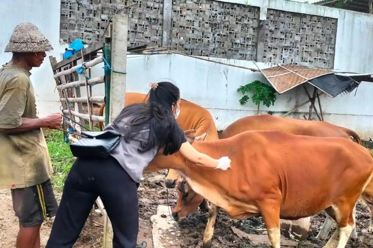 Kembali Digelar Hari Ini, 200 Sapi di Denpasar Sudah Terima Vaksin PMK, Populasi 1.858 Ekor