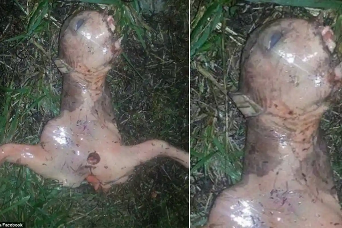 Foto Makhluk Misterius Bikin Netizen Berspekulasi Tentang Alien