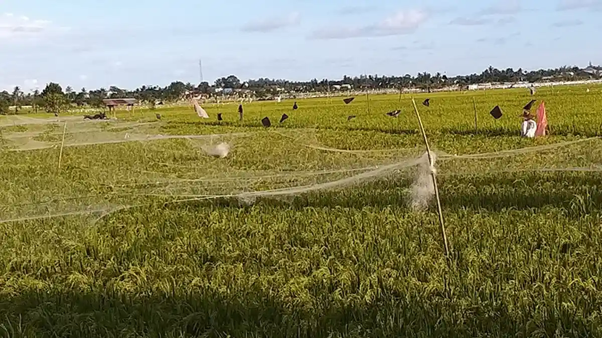 Burung Pipit Serang Tanaman Padi di Abdya