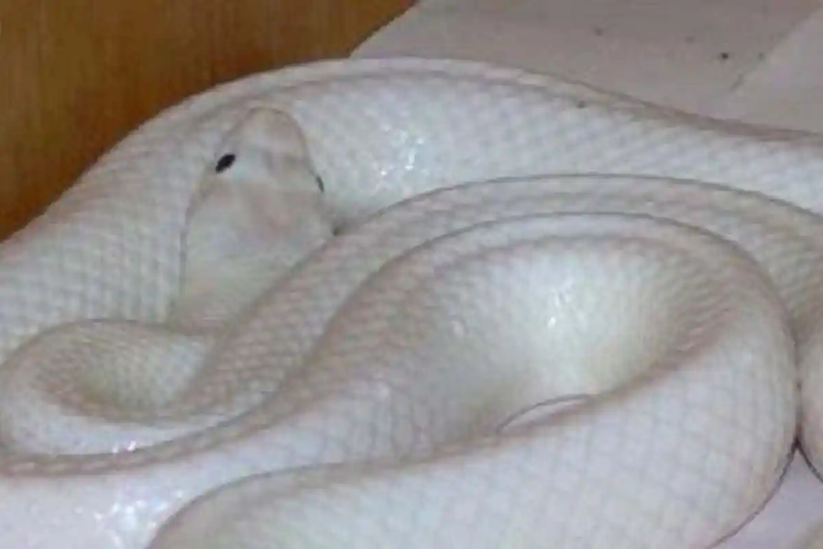 Waspada Tanda Perselingkuhan, Ternyata Ini Arti Mimpi Ular Putih Berdasarkan Primbon Jawa