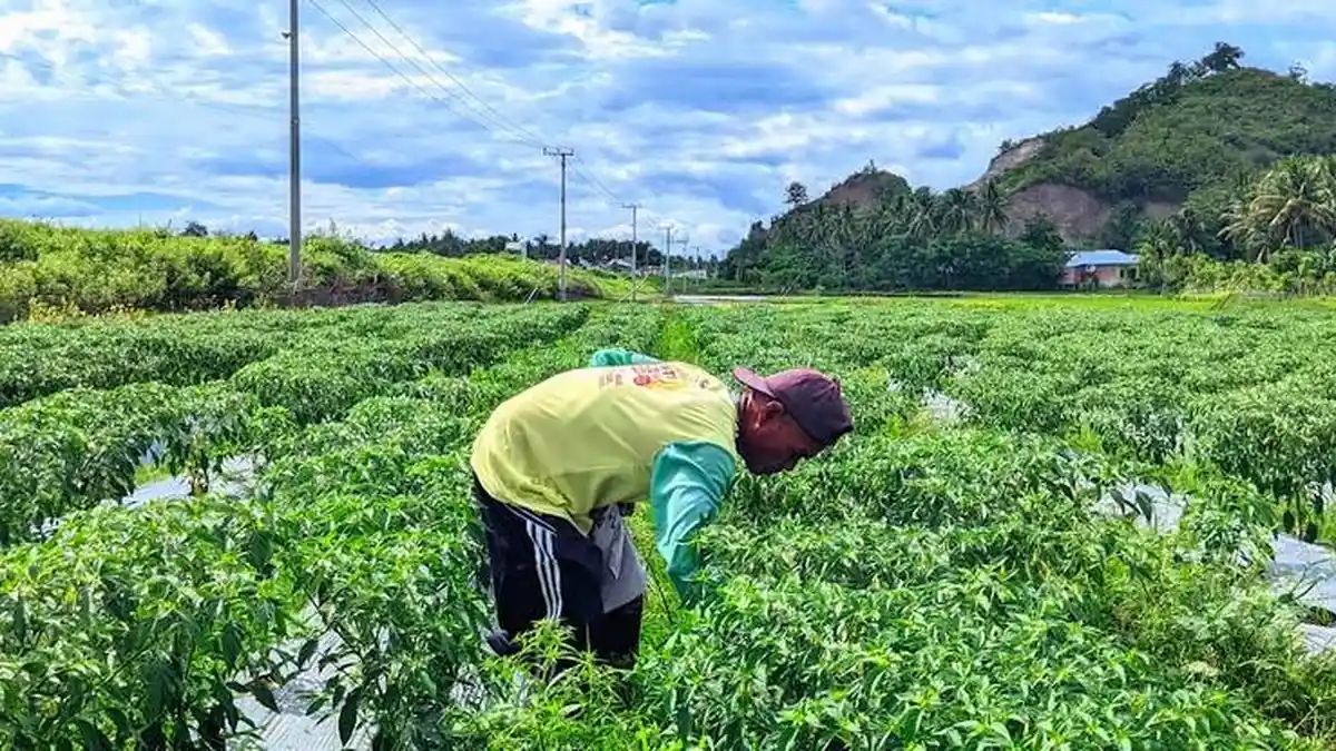 Jeritan Petani Cabai Pilohayanga Gorontalo, Tak Ada Irigasi dan Hanya Bergantung Air Hujan