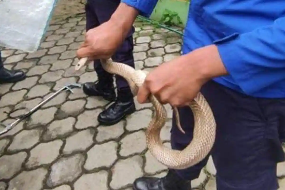 Nekat Tangkap Ular Kobra yang Mangsa Burung Love Bird di Kandang, Mata 3 Pria Ini Kena Sembur Bisa