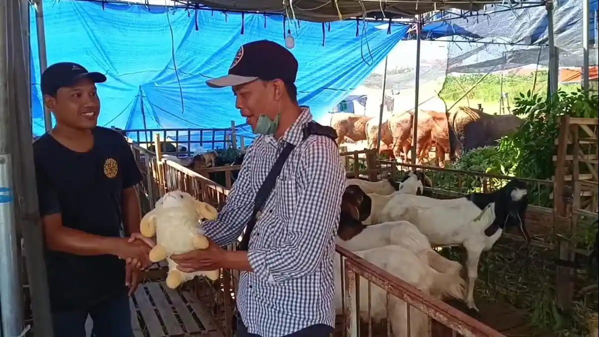 Beli Kambing Kurban di Lapak Merr Surabaya Ini Dapat Bonus Boneka Domba dan Antar Gratis