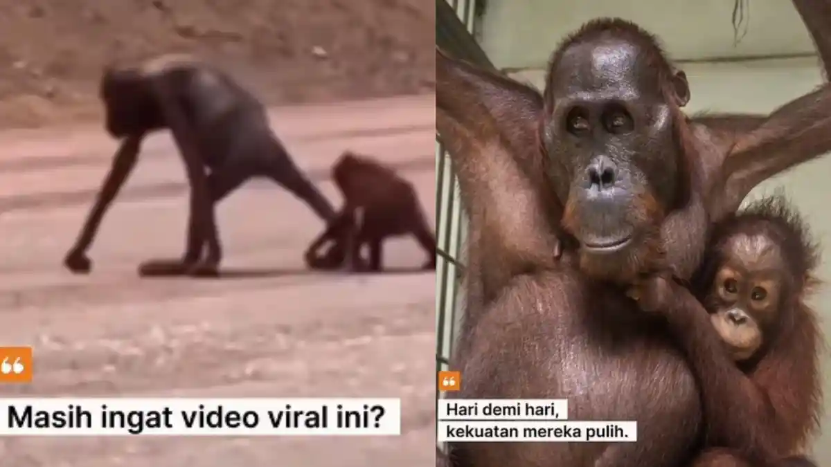 Masih Ingat Orang Utan yang Viral Kurus Kering di Kutim? Kini Sehat dan Dilepasliar
