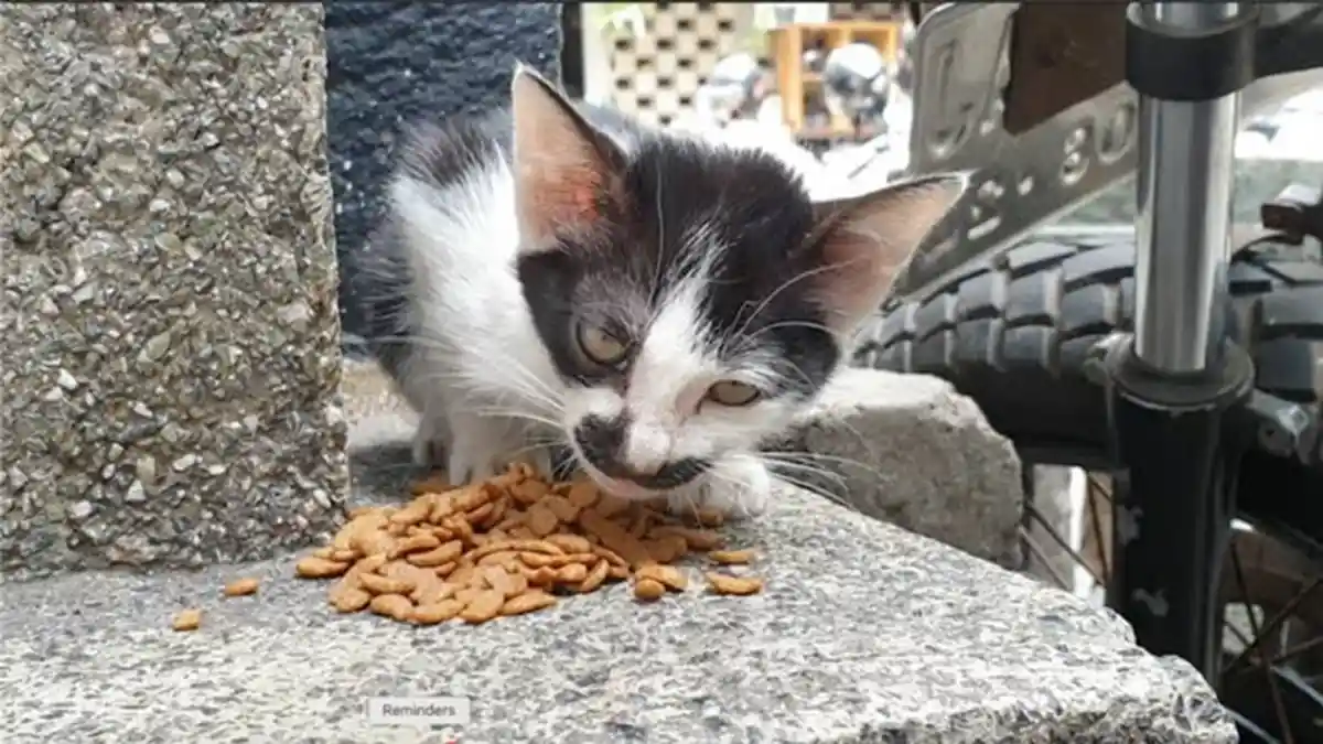 Memberi Makan Kucing, Mendapat Ampunan dan Ridha Allah