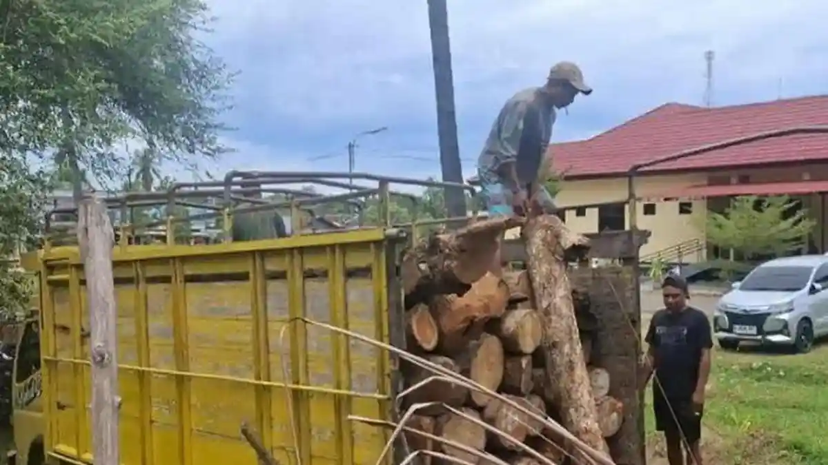 GMNI Malaka Kecam RJ Kasus Penebangan Hutan Lindung Kateri - Pos-kupang.com